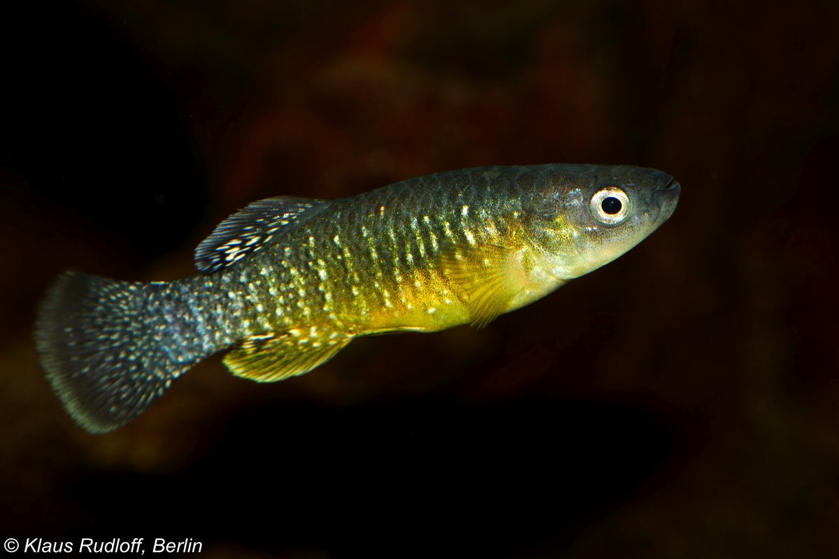 Atlaskrpfling (Aphanius apodus) im Tiergarten Wien-Schnbrunn (April 2017). 