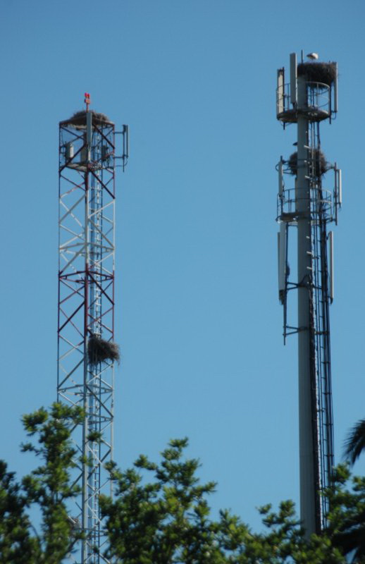 Auch auf Antennenmasten nisten bei Angeja in Portugal die Strche. Gesehen am 20.05.2010.