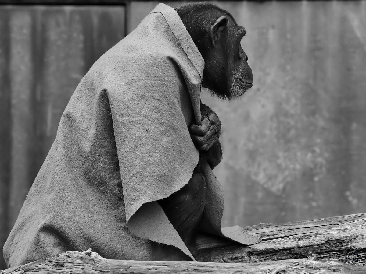Auch bei den Schimpansen wird auf Dresscode wert gelegt. (Zoo Aalborg, Juni 2018)