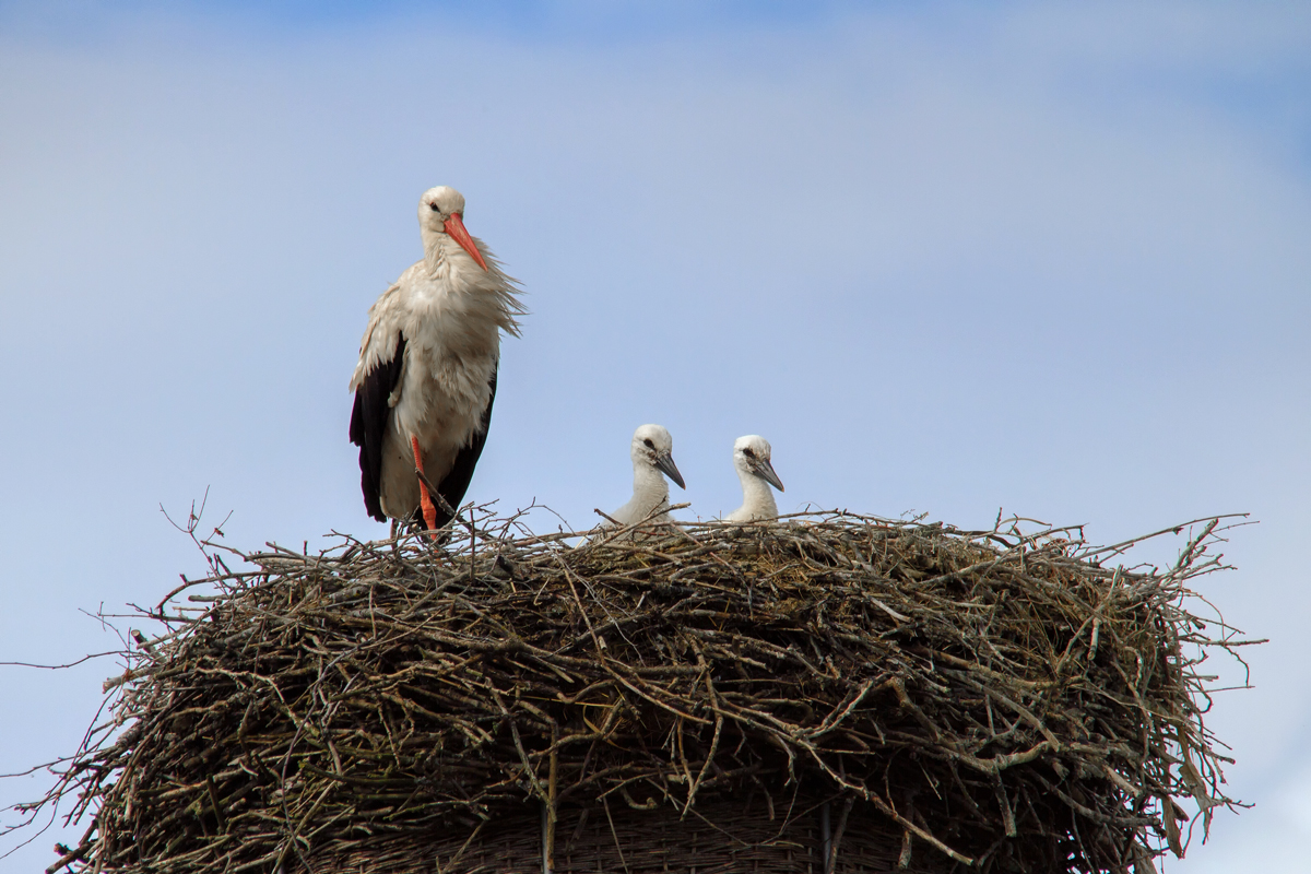 Auch in diesem Jahr schauen zwei Jungstrche aus dem Nest. - 23.06.2015