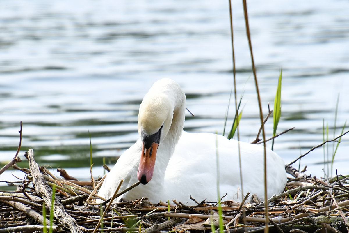 Auch dieses Jahr nimmt dieser Schwan an der Aktion  Unsere Nester sollen schner werden  teil. (Potsdam, April 2018)