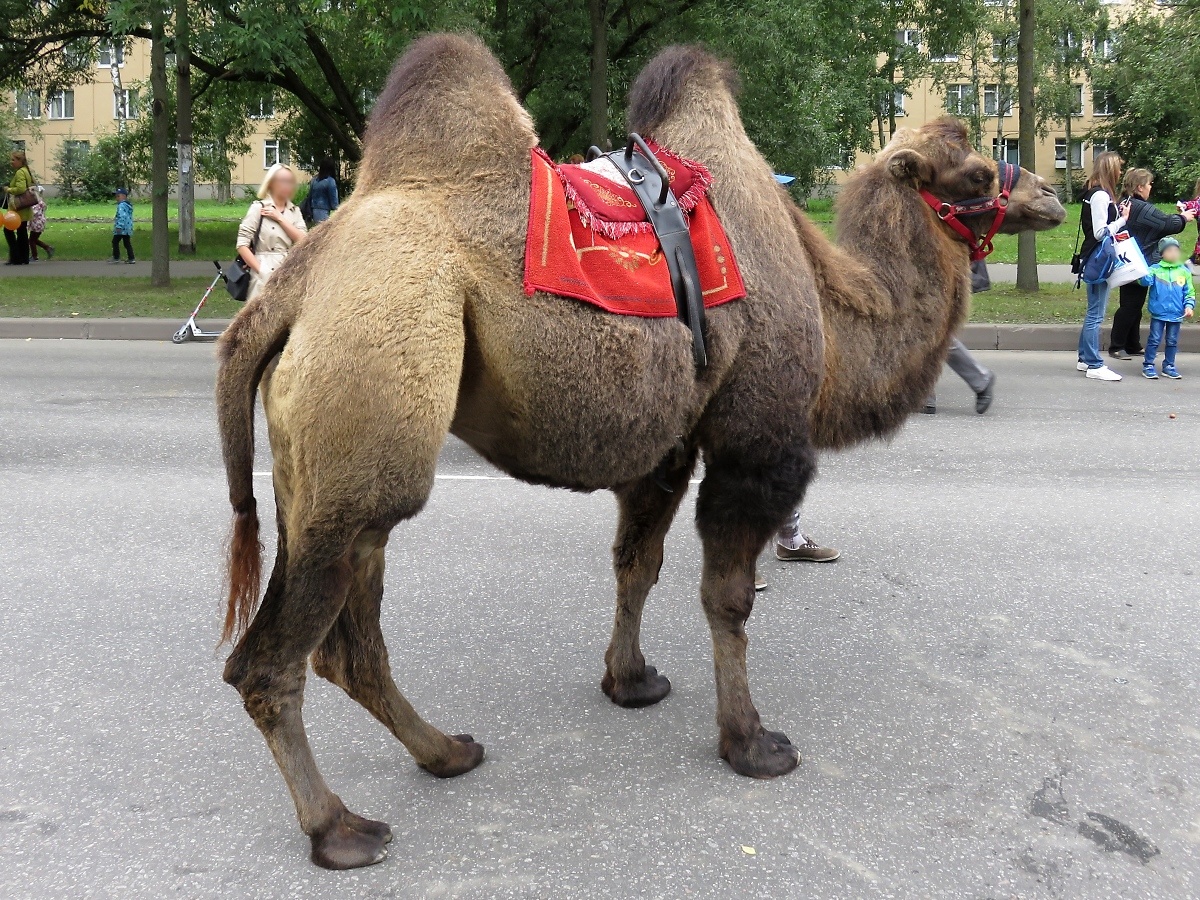 Auch dieses Kamel wartet auf Reiter auf dem Stadtfest in Kolpino, St. Petersburg, am 15.9.17

Eine Runde kostet 300 Rubel, kein billiges Vergngen...