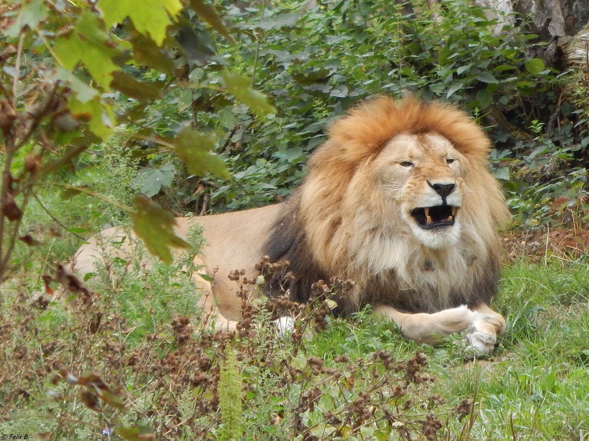 Auch dieses Lwenmnnchen habe ich am 19.08.2018 in Rostock im Zoo fotografieren knnen.