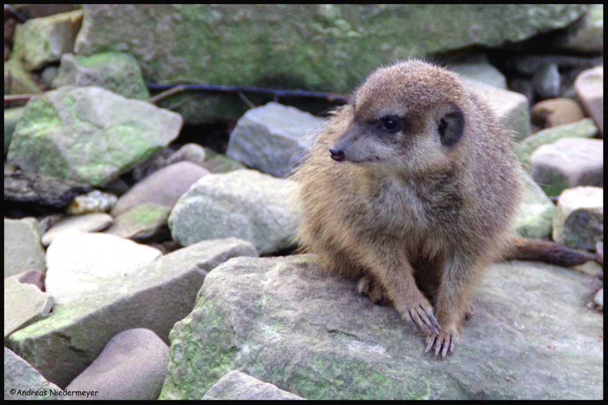 Auch dieses niedliche Erdmnnchem zeigte sich den Zuschauern des Tierparkes an der Sababurg am 13.02.2016.