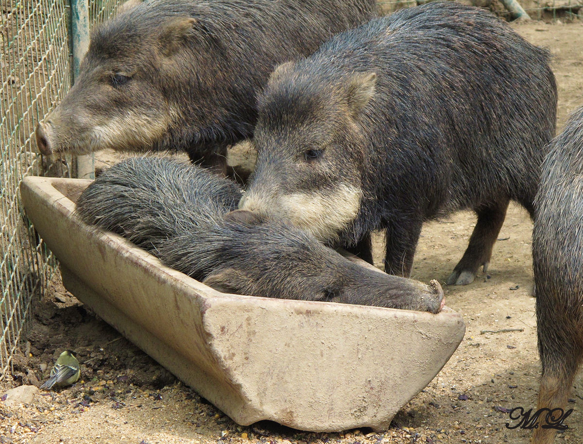 Auch im Futtertrog des Brnner Zoos schlft es sich ganz gut.