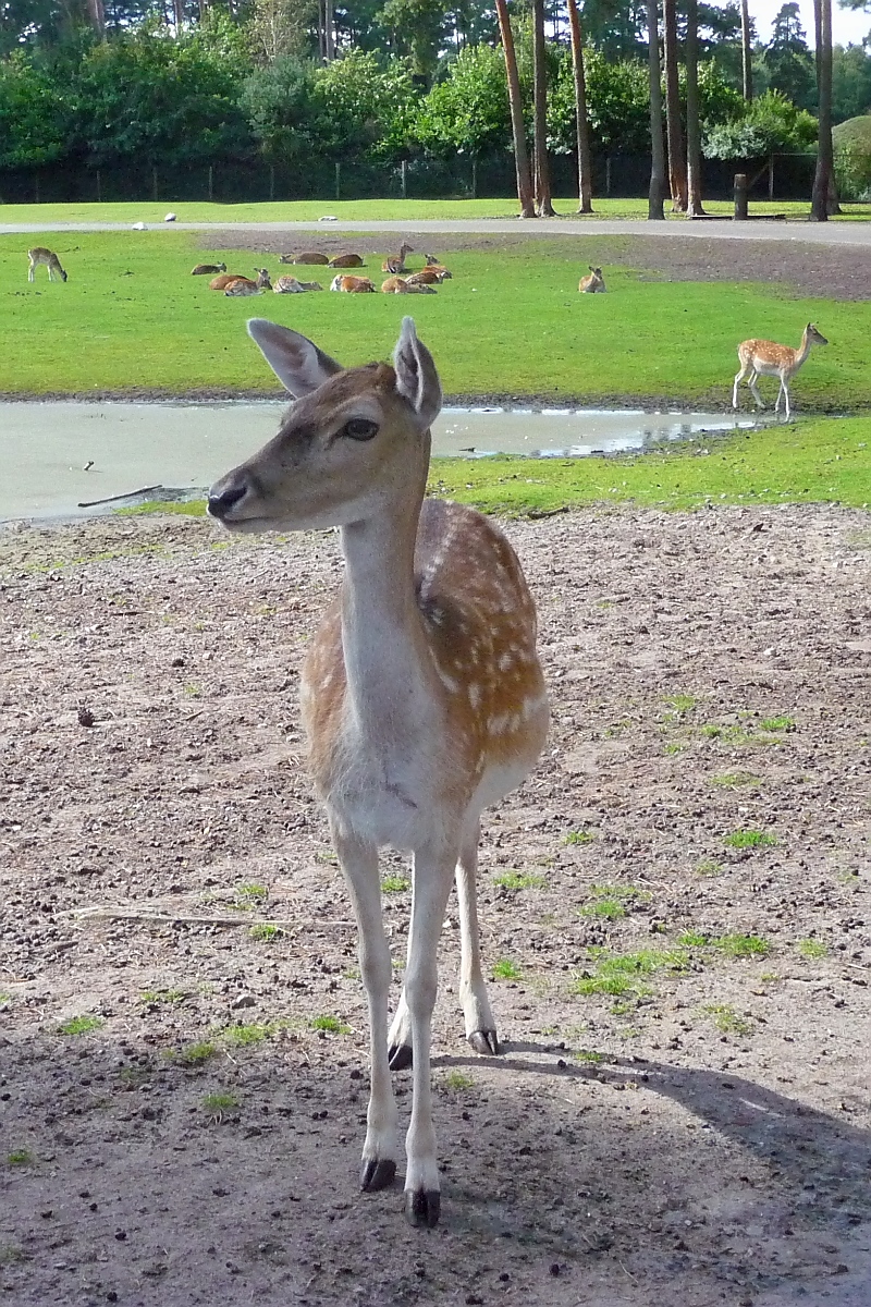 Auch wenig Kamera-scheu ist dieser Damhirsch im Serengetipark, 9.9.15 