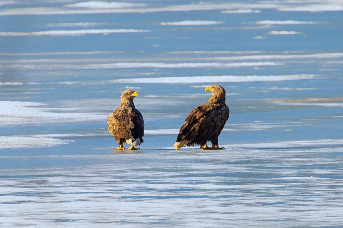 Auch wenn sich diese Seeadler auf dem Schmachter See scheinbar grimmig anschauen, fliegen sie kurz nach dieser Aufnahme gemeinsam in Richtung Sden. - 15.02.2017
