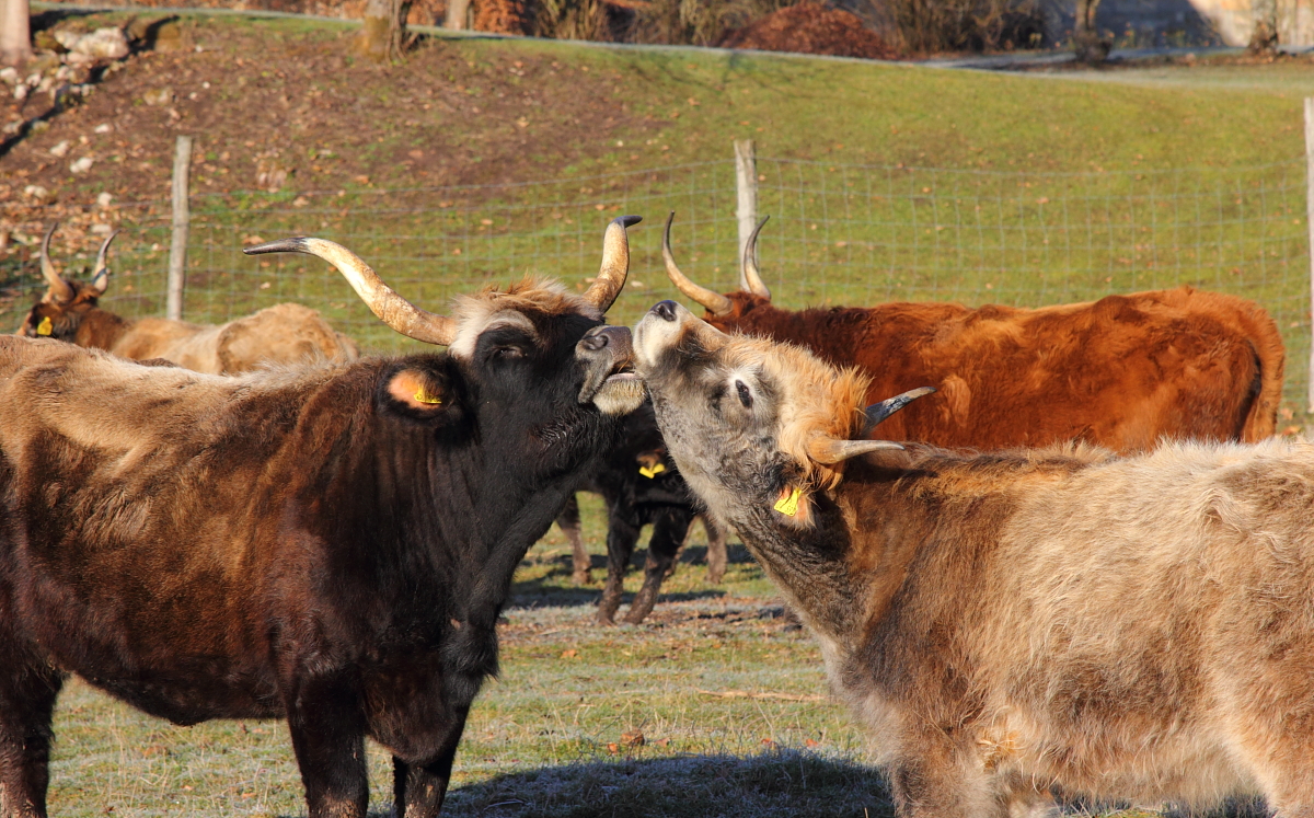 Auerochsen in Tambach am 30.12.2016.