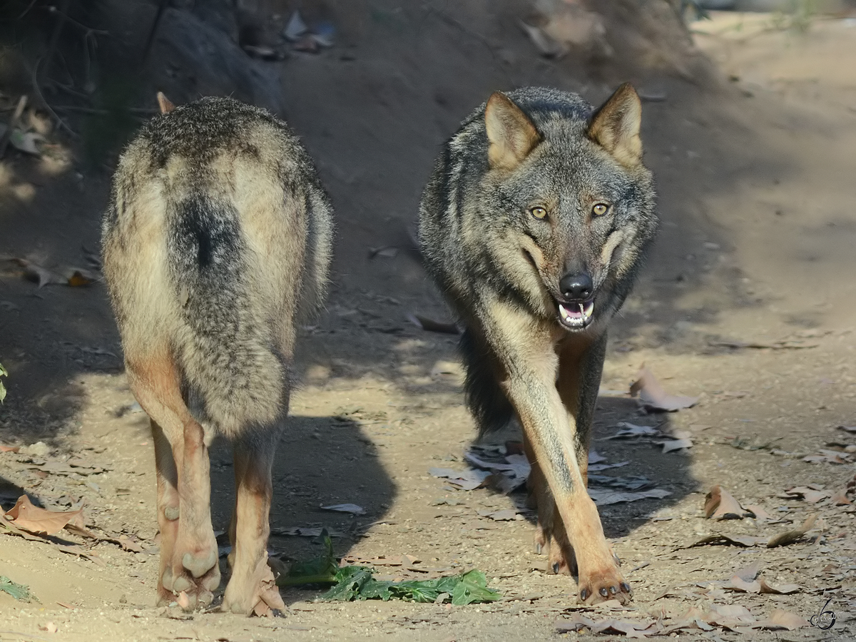 Auf dem Catwalk in der Wolfsanlage im Zoo Barcelona. (Dezember 2011)