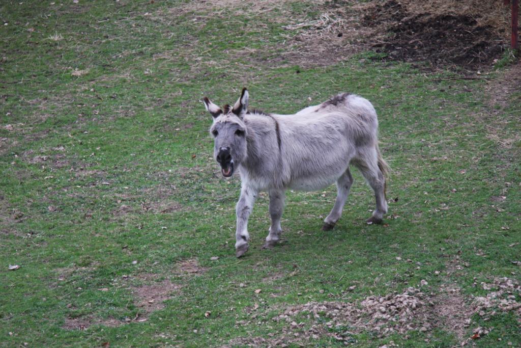 Auf dem Gelände des Kloster Lorch gibt es auf eine kleine Tierhaltung. Dazu gehört auch dieser stämmige Esel!
