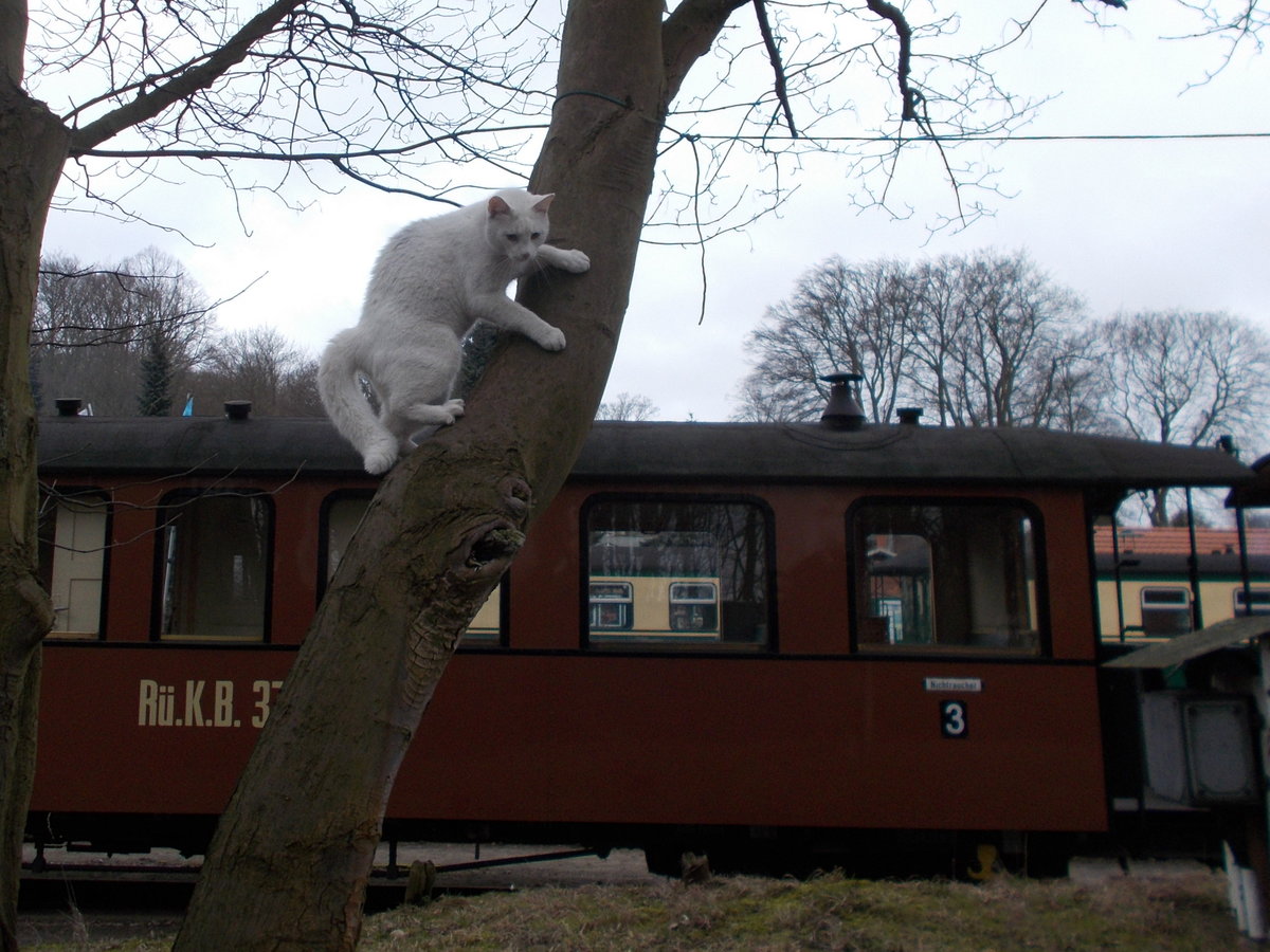 Auf dem nchsten Baum flchtete die Putbuser Bahnhofskatze weil ich,am 10.Mrz 2017,mit Strolch unterwegs war.