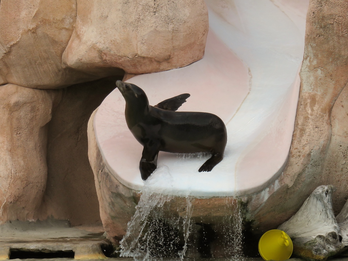 Auf dem rutschigen Abhang zu balancieren ist schon ein Kunststck, auch fr einen Seelwen im Zoo d'Amneville, 26.9.2017 