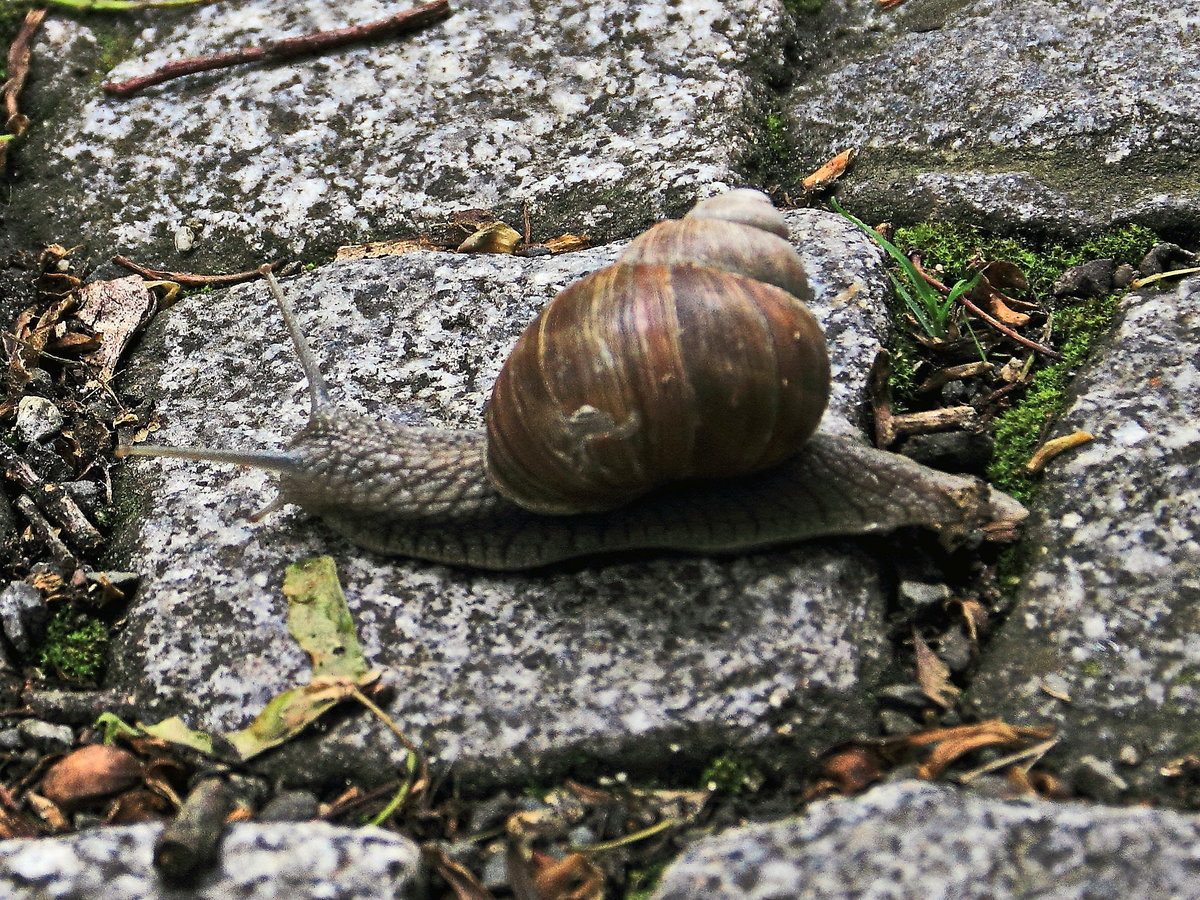 Auf dem Weg zum Groen Schloss in Blankenburg im Harz kreuzte dieses groes Exemplar unseren Weg am 19. Mai 2017.