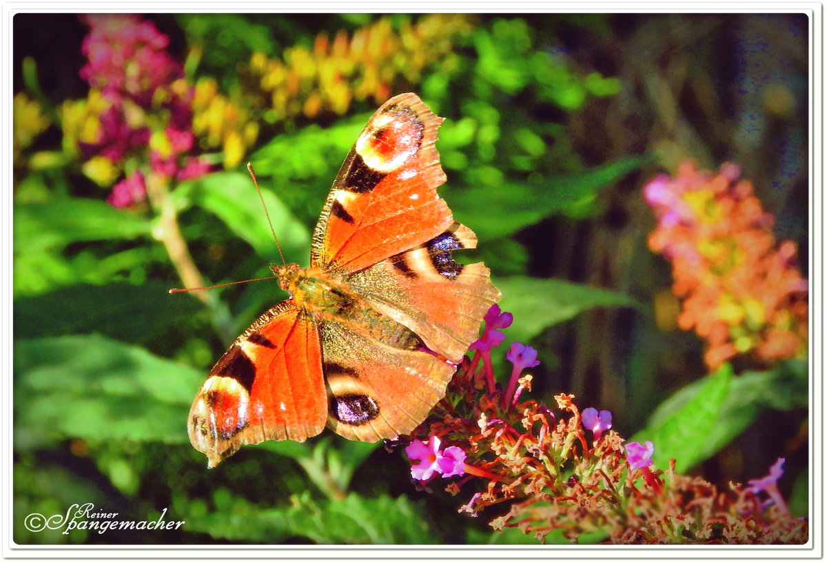 Auf einem Schmetterlingsstrauch im Garten, entdeckte ich dieses Tagpfauenauge. 
Allgemein haben sich Schmetterlinge in den letzten Jahren rar gemacht. Daher versuche ich nachzusteuern, 
indem ich mehr Wildblumensamen ausbringe.  18. September 2020. Reiner Spangemacher