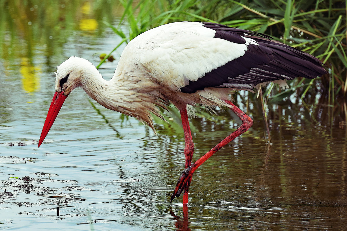 Auf Futtersuche - ein Storch, fotografiert im Herbst 2019 im Raum Lbeck