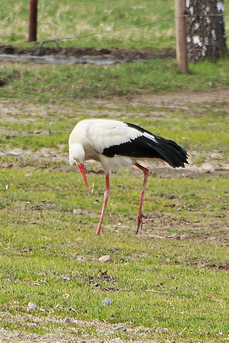 Auf der Futtersuche, Storch auf einer der Koppeln der Reitpferde im Reitgut Mhlendorf Saalow am 13. April 2022.