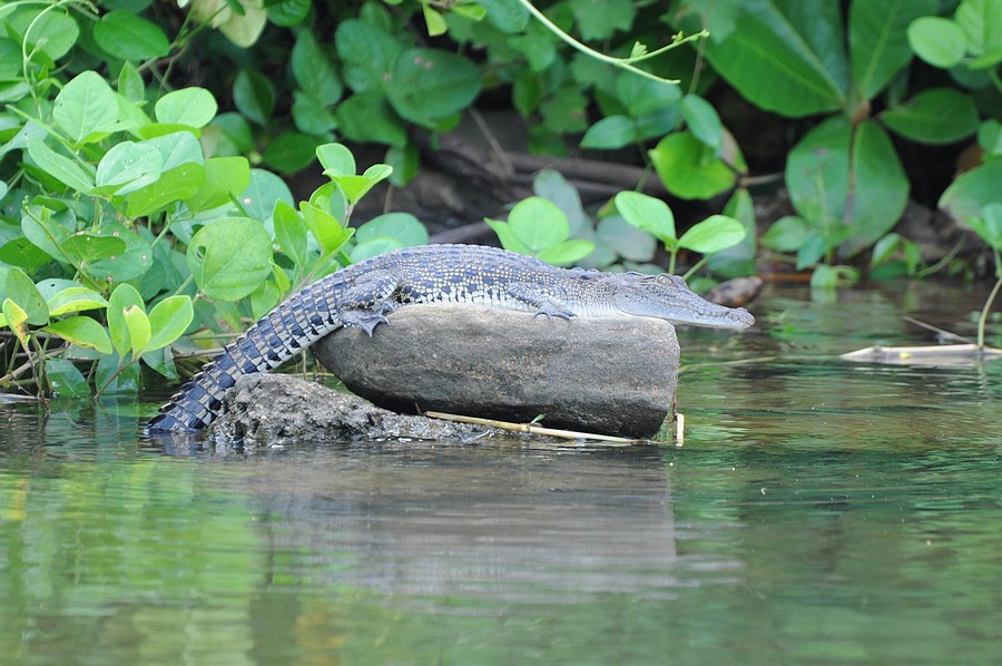 Auf Grund des Aufnahmeortes, in der Flumndung des Bentota Ganga, vermute ich ein junges Leistenkrokodil. Ca. 1,0 m lang. Das Foto entstand vom Boot aus am 05.09.2010.