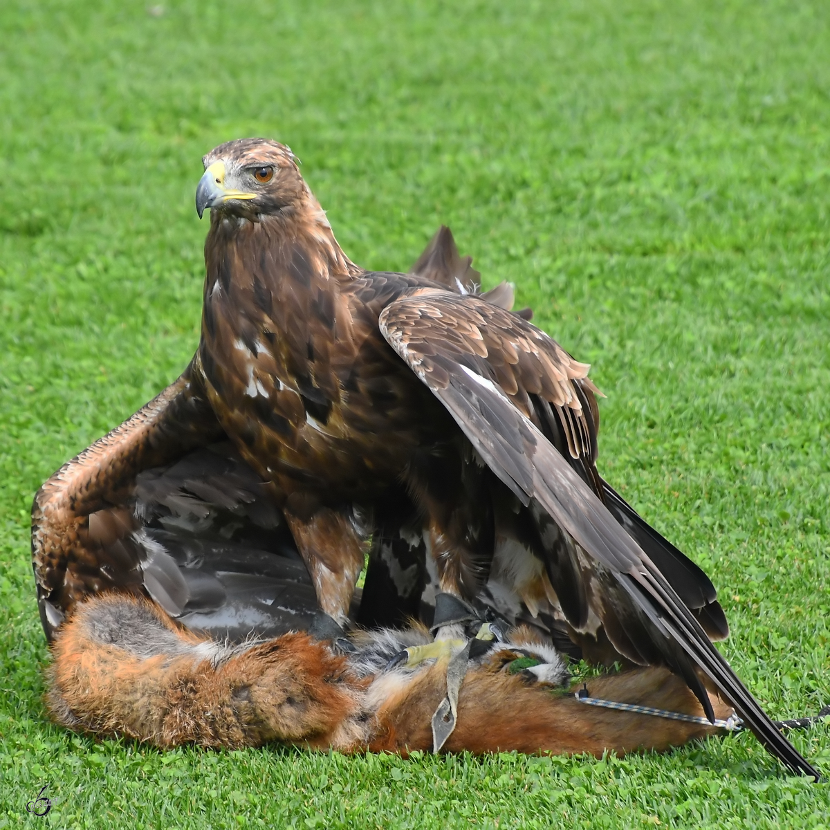 Auf der Jagd - Ein Adler hat seine  Beute  erlegt. (Burgruine Landskron Villach, August 2019)