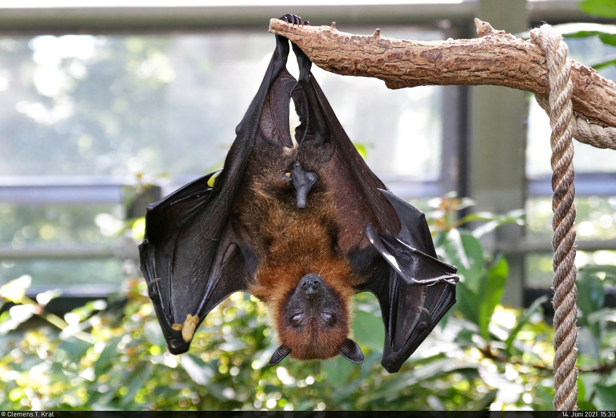 Auf den Kopf gestellt:
Fr einen kurzen Moment erwachte dieser Flugfuchs (Pteropus vampyrus) in der Schmetterlingshalle der Wilhelma Stuttgart.

🕓 14.6.2021 | 15:30 Uhr