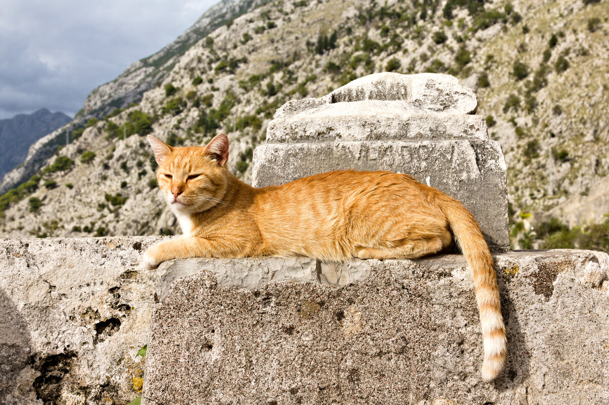 Auf der Mauer auf der Lauer, sitz ´ne rote Katze. Kotor, Montenegro am 28.09.2022. 