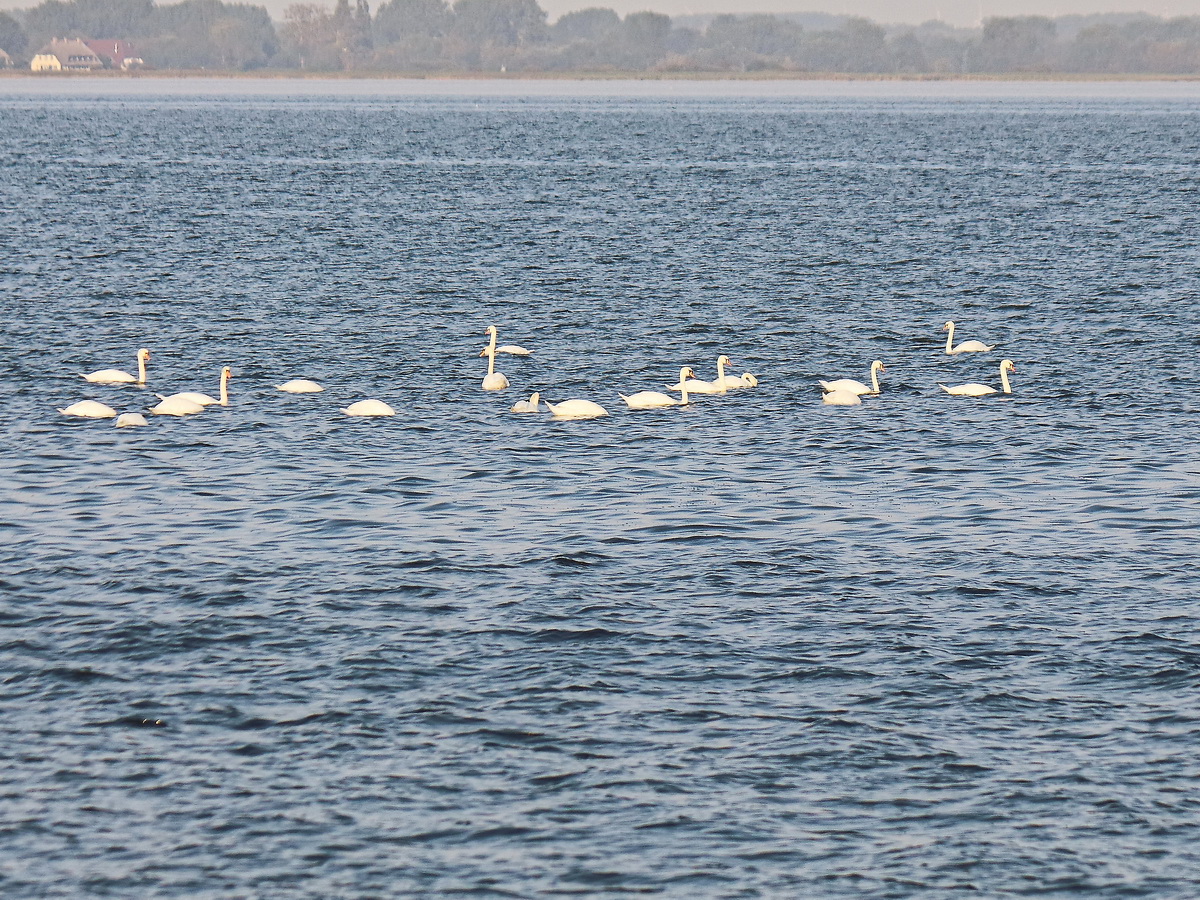 Auf der Ostsee kurz vor der Insel Kirr passierten uns viele Schwne am 22. September 2020.