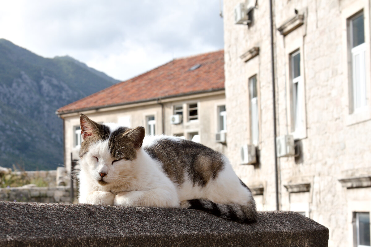 Auf der Stadtmauer von Kotor schlft es sich gut an diesem 28.09.2022. 