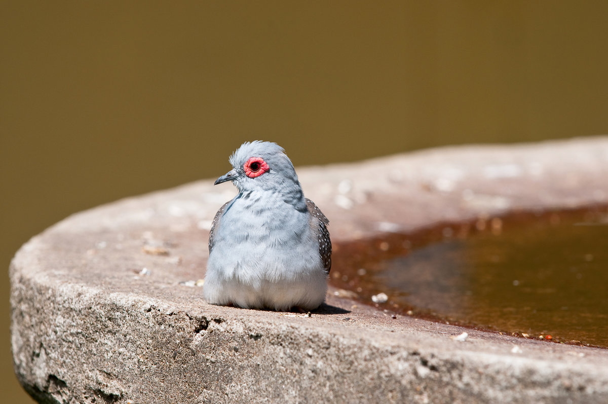 Aufgenommen am 17.6.2019 im Affen und Vogelpark.  Diamanttubchen