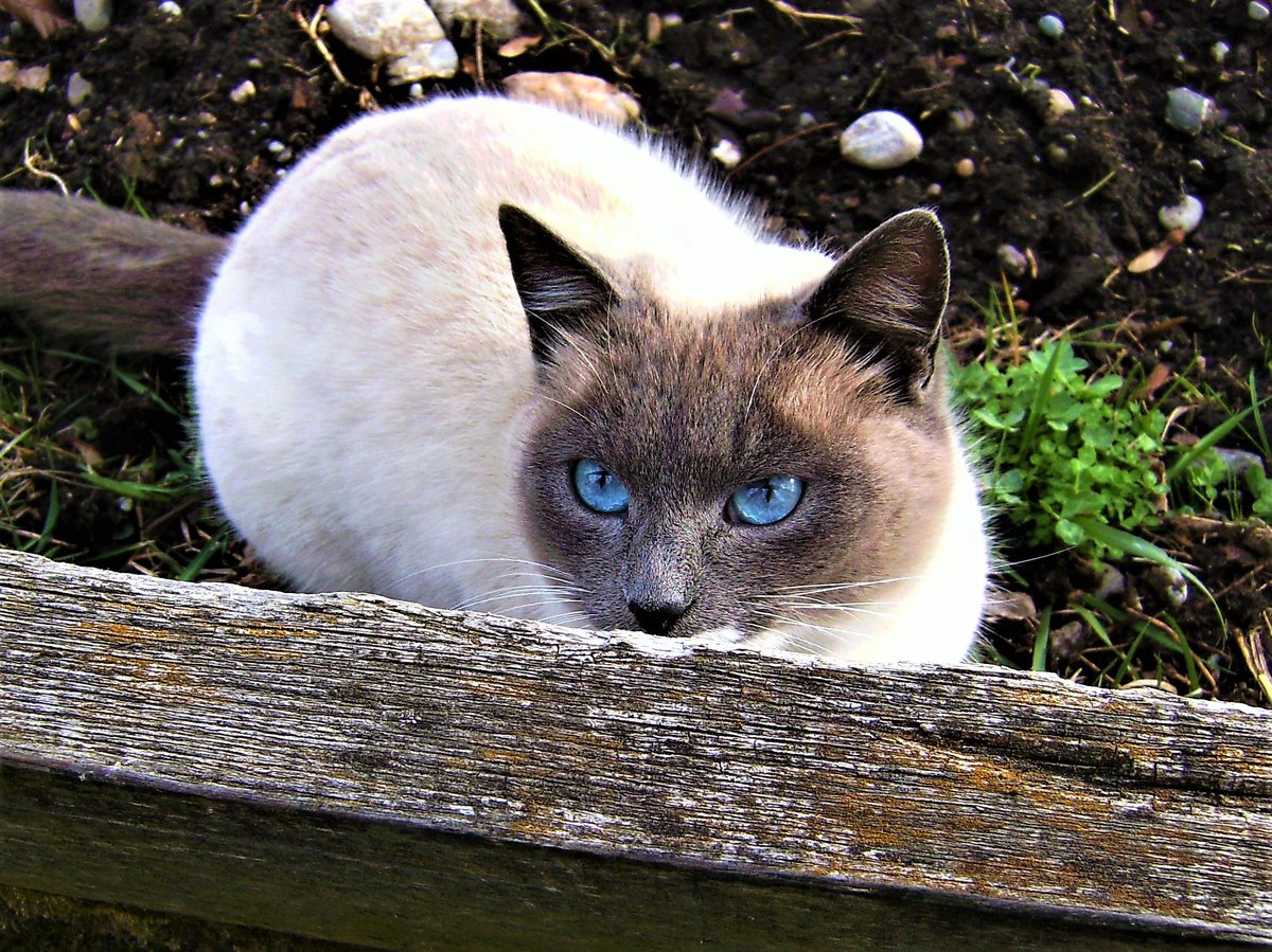 Aufmerksame Katze mit bezaubernden Augen - 02.03.2008