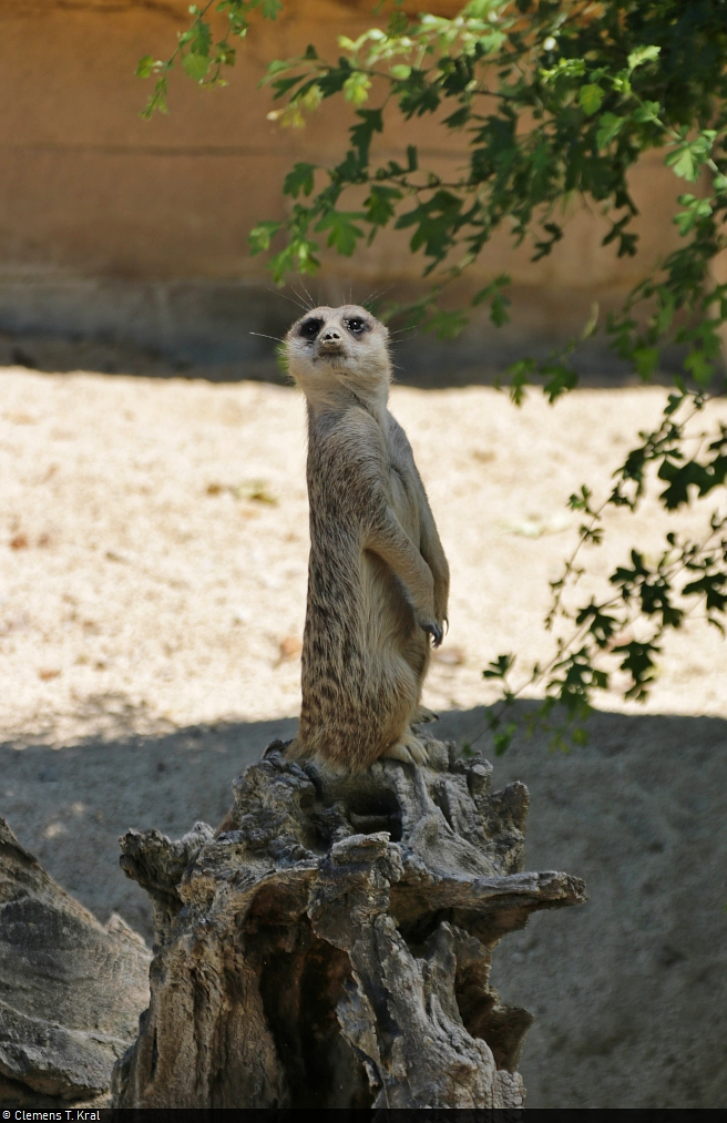 Aufmerksames Erdmnnchen (Suricata suricatta) in der Wilhelma Stuttgart.

🕓 14.6.2021 | 14:22 Uhr