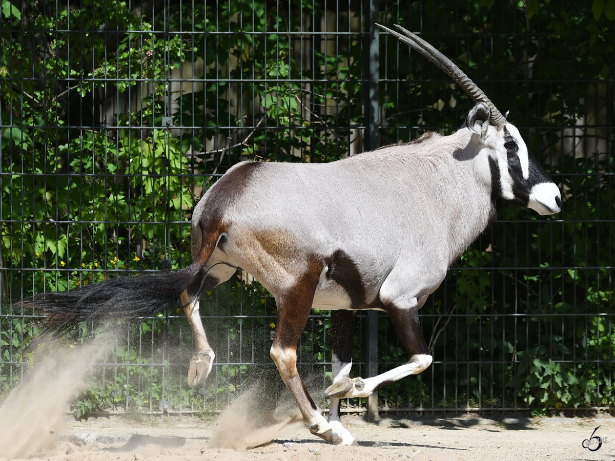 Aufregung bei den Spiebcken. (Zoo Berlin, April 2018)