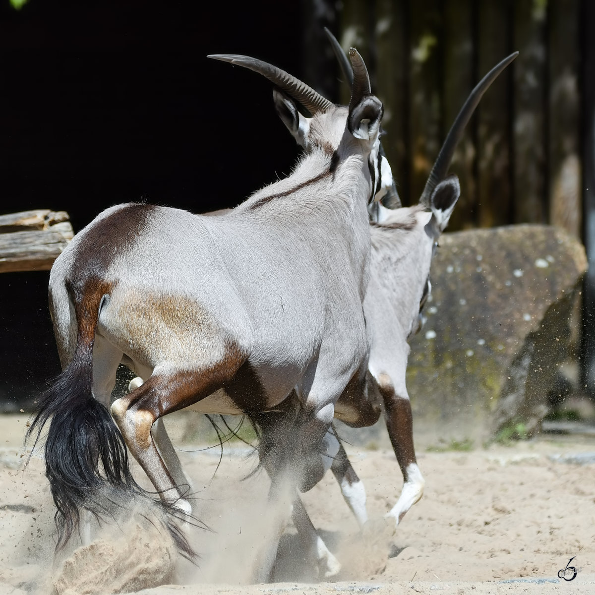 Aufregung bei den Spiebcken. (Zoo Berlin, April 2018)