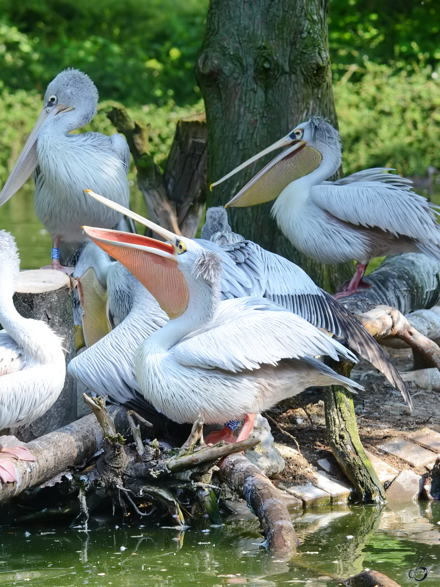 Aufregung in der Pelikankolonie. (Zoo Duisburg, Oktober 2011)