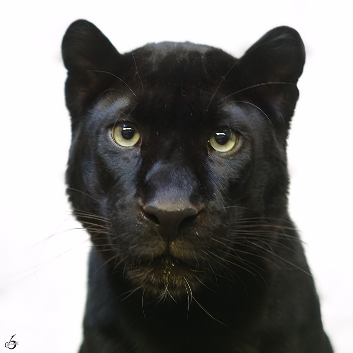 Auge in Auge - ein stolzer Panther im Zoo Wuppertal. (Januar 2009)