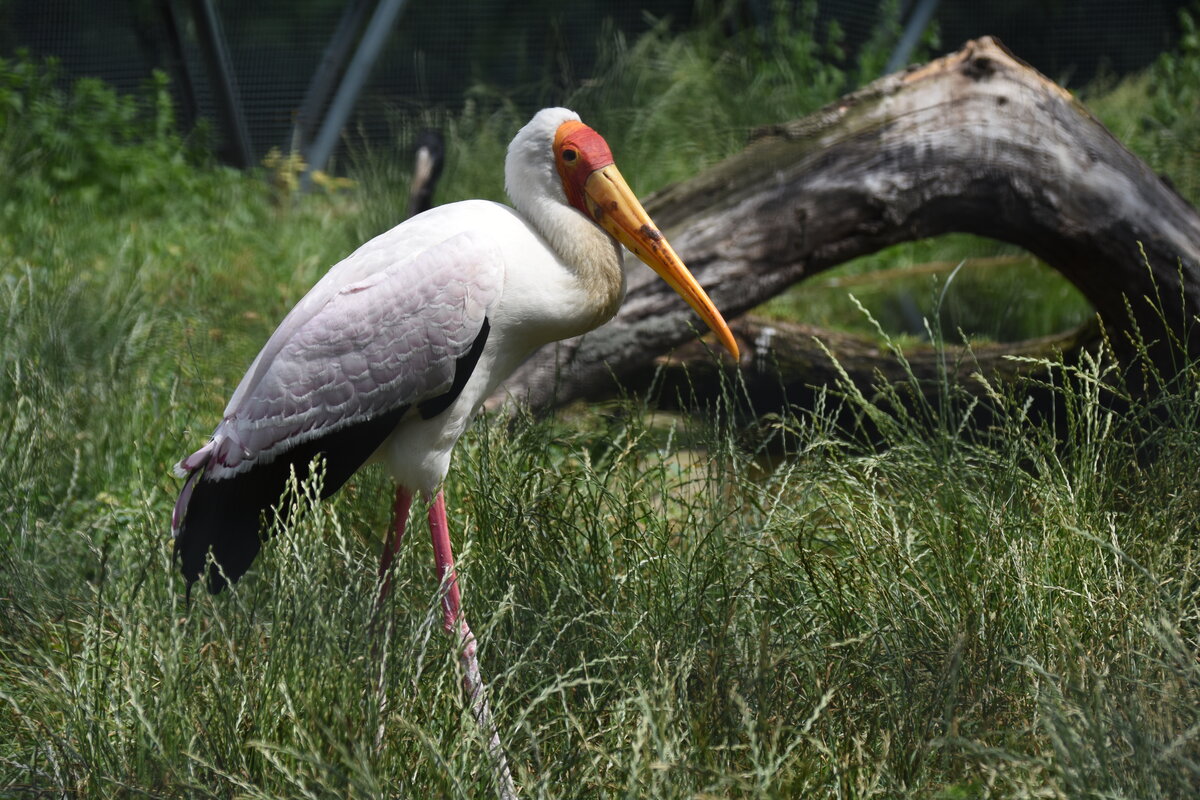 aus dem tropischen Asien stammender Buntstorch im Tierpark Berlin (BERLIN/Deutschland, 21.06.2019)