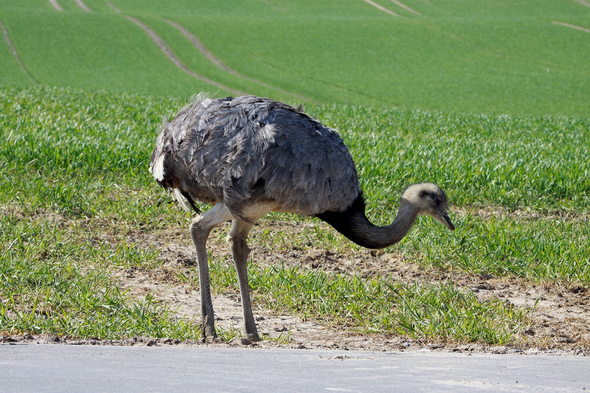 Aus Verlegenheit pickt eine Nandu-Henne am Radweg neben der Strae. Diese abwartende Verlegenheit ist eine typischen Verhaltensveise der Tieren wenn sie eine Strae kreuzen wollen und ein Auto oder ein Mensch nervt sie dabei. Thandorf (NWM), 02.04.2016