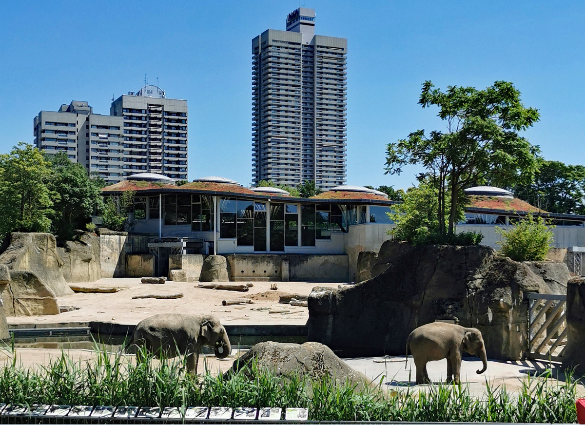 Ausblick der Elefanten im Klner Zoo auf die Hochhuser ... und umgekehrt. 14.06.2022