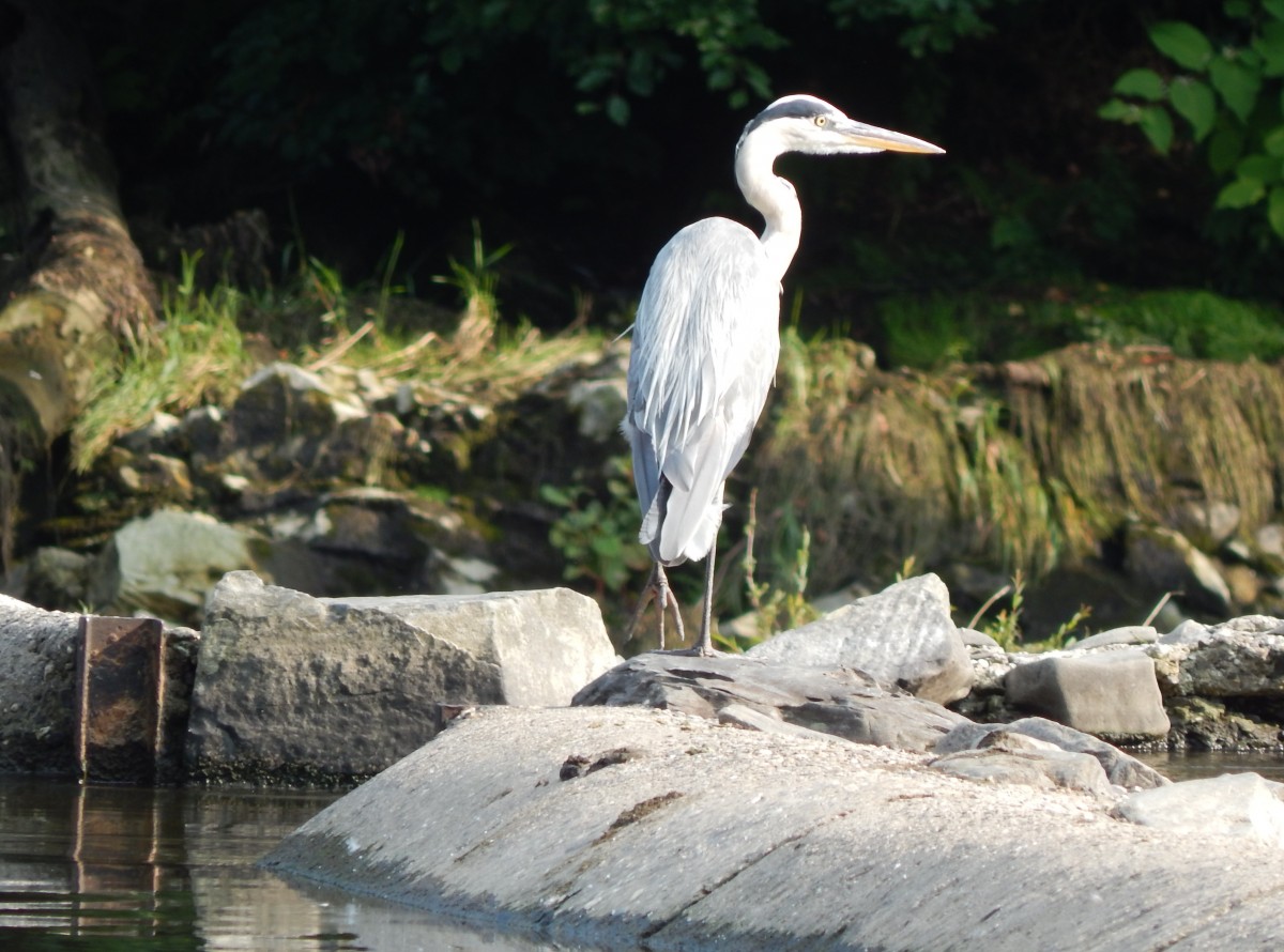 Ausgewachsener GRAUREIHER hlt am 1.8.2014 Ausschau nach Beute am Siegwasserfall in SCHLADERN- er war so  cool ,dass er sich auch nicht durch eine Gruppe Jugendlicher stren lie,die nur 20/30 Meter neben ihm auf den Felsen im Siegwasser saen und
palaverten......