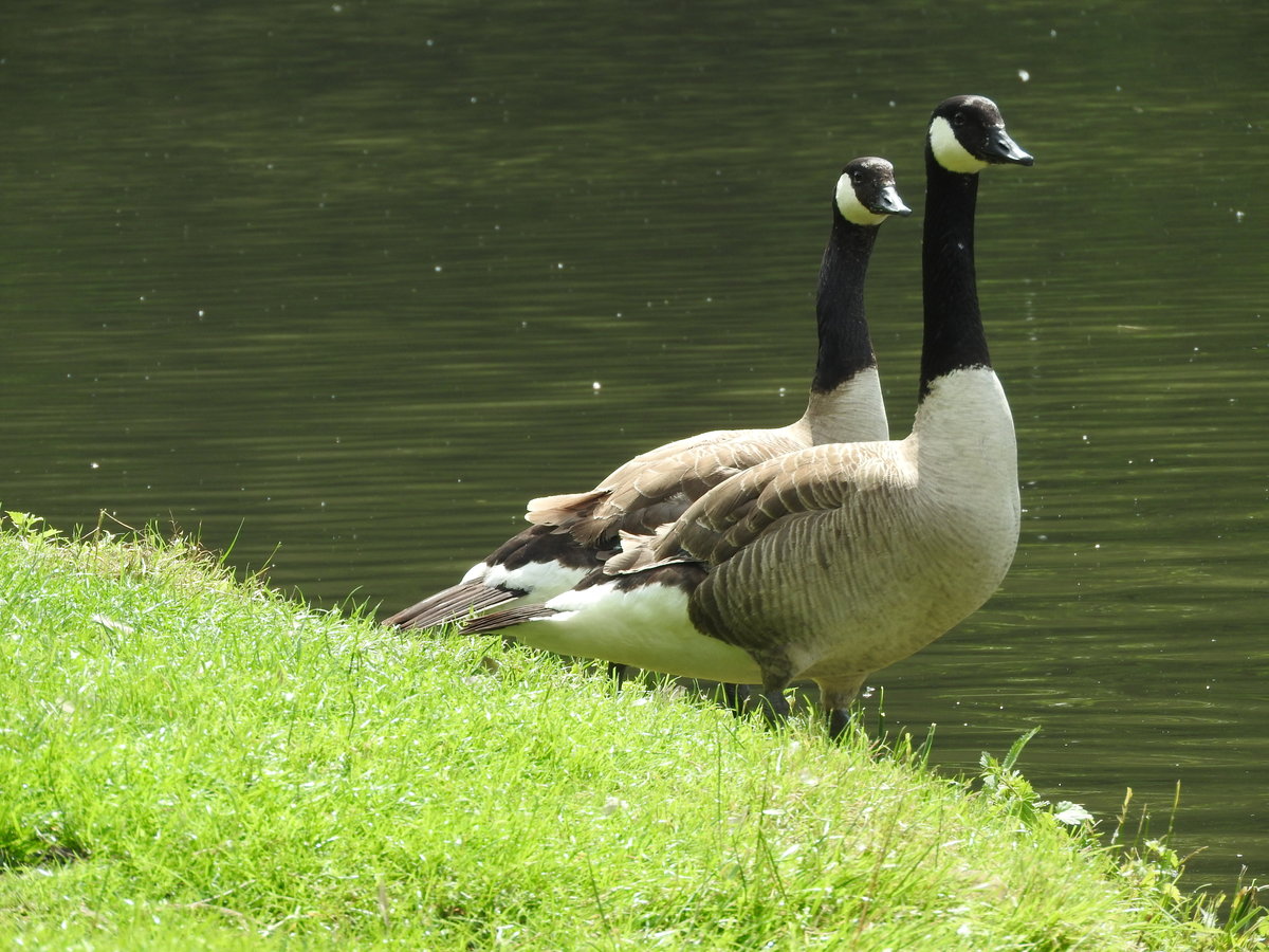 Ausgewachsenes Prchen KANADA-Gnse beobachtet am 19.6.2016 am Ufer der
SIEG in DATTENFELD/Kreis Siegburg aufmerksam den Fotografen....