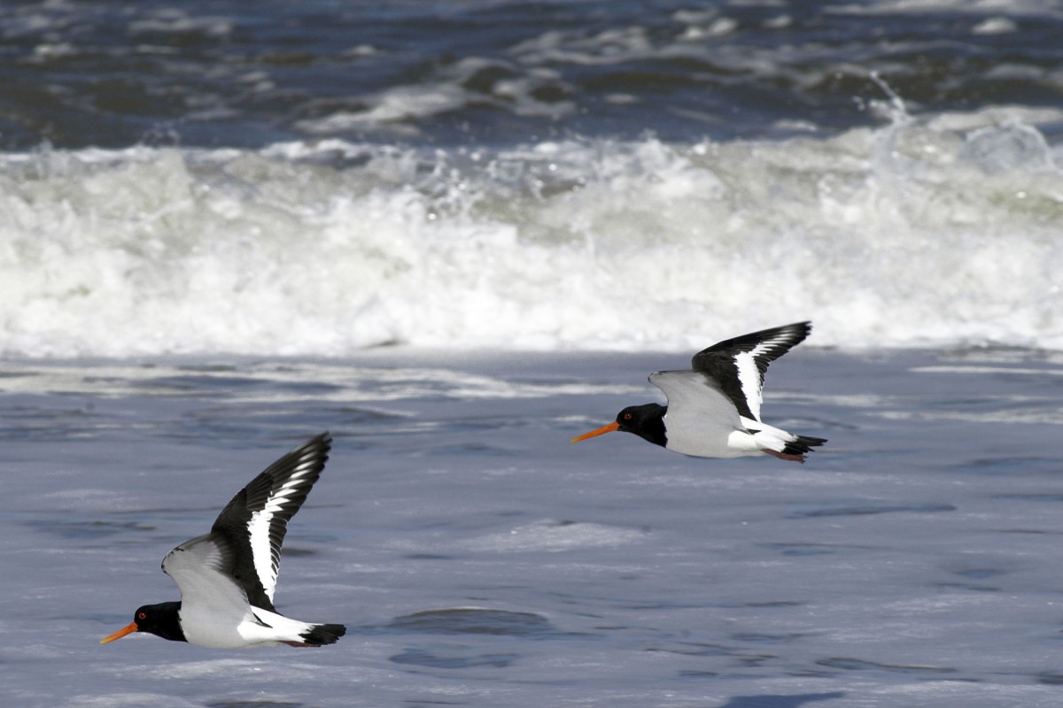 Austernfischer (Haematopus ostralegus).

Aufnahmedatum: 30. Mrz 2008.