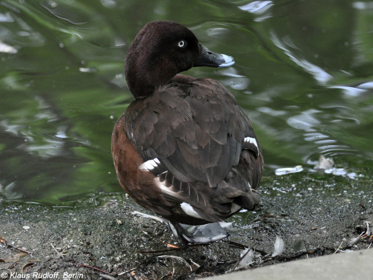 Australische Moorente (Aythya australis) im Tierpark Berlin.