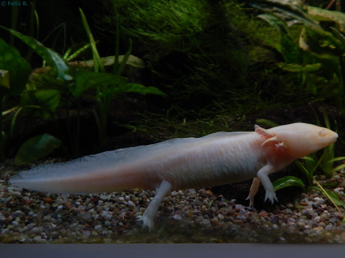 Axolotl im Rostocker Zoo am 02.06.2016