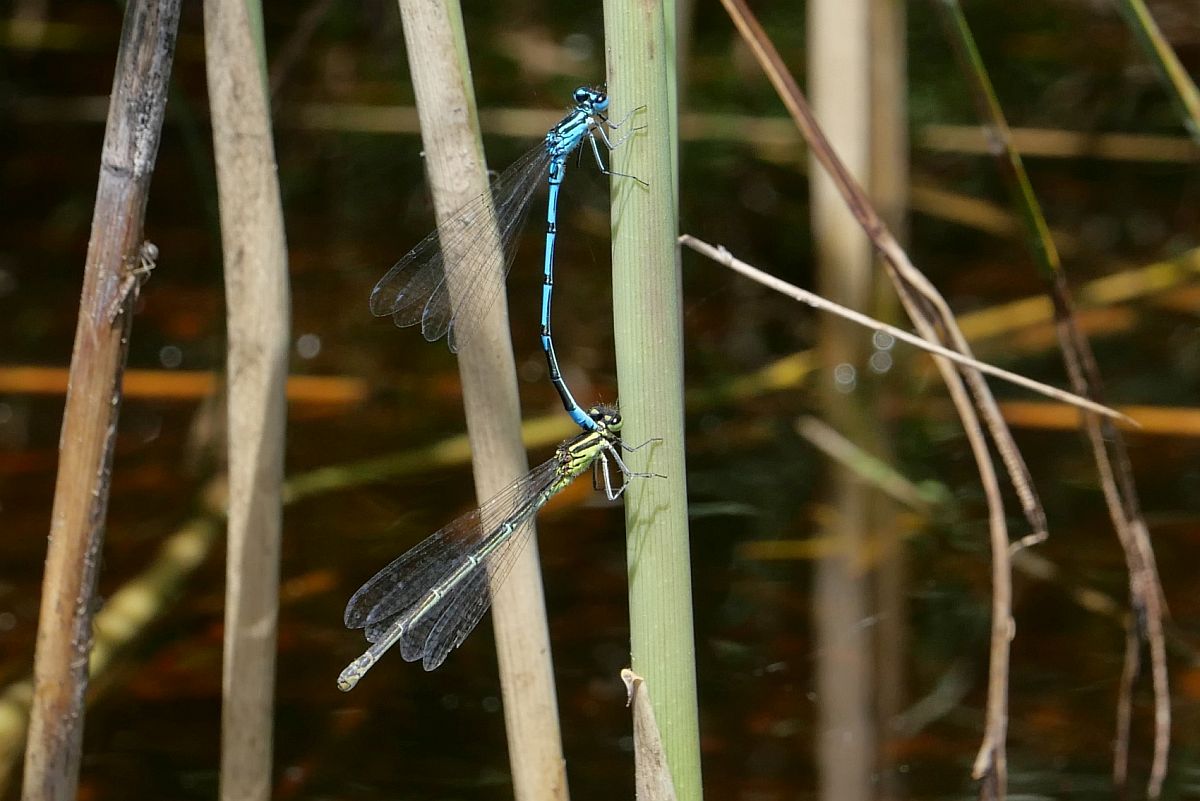 Azurjungfern bei der Paarung am Hinterweiher (Moorbad) bei Herlazhofen am 17.06.2022