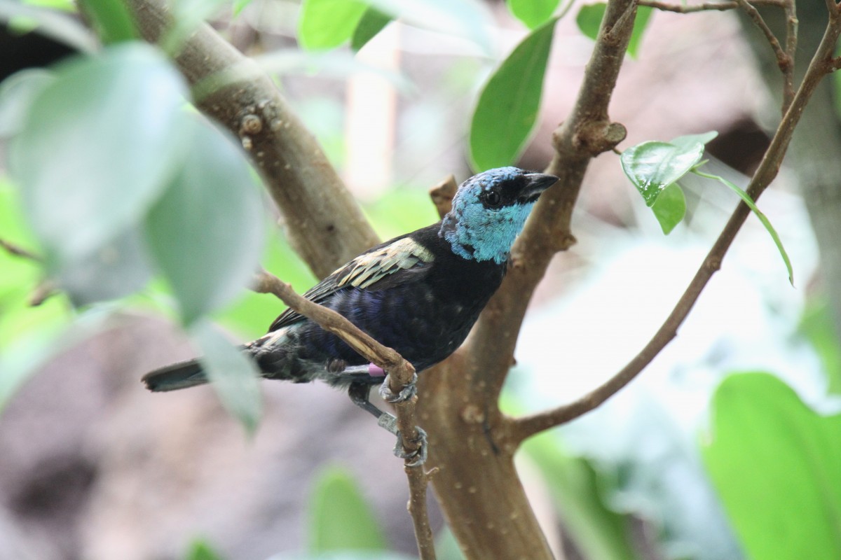 Azurkopftangare (Tangara cyanicollis) am 3.8.2010 im Frankfurter Zoo. 