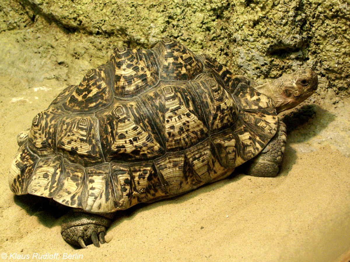 Babcocks Pantherschildkrte (Geochelone pardalis babcocki). Erwachenes Tier im Zoo Bojnice / Slowakei (2003).