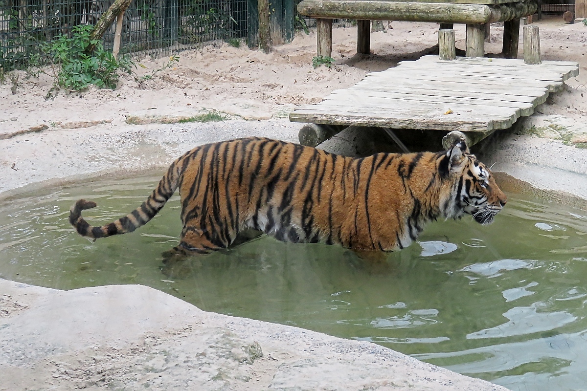 Badender Tiger im Zoo d'Amneville, 26.9.2017