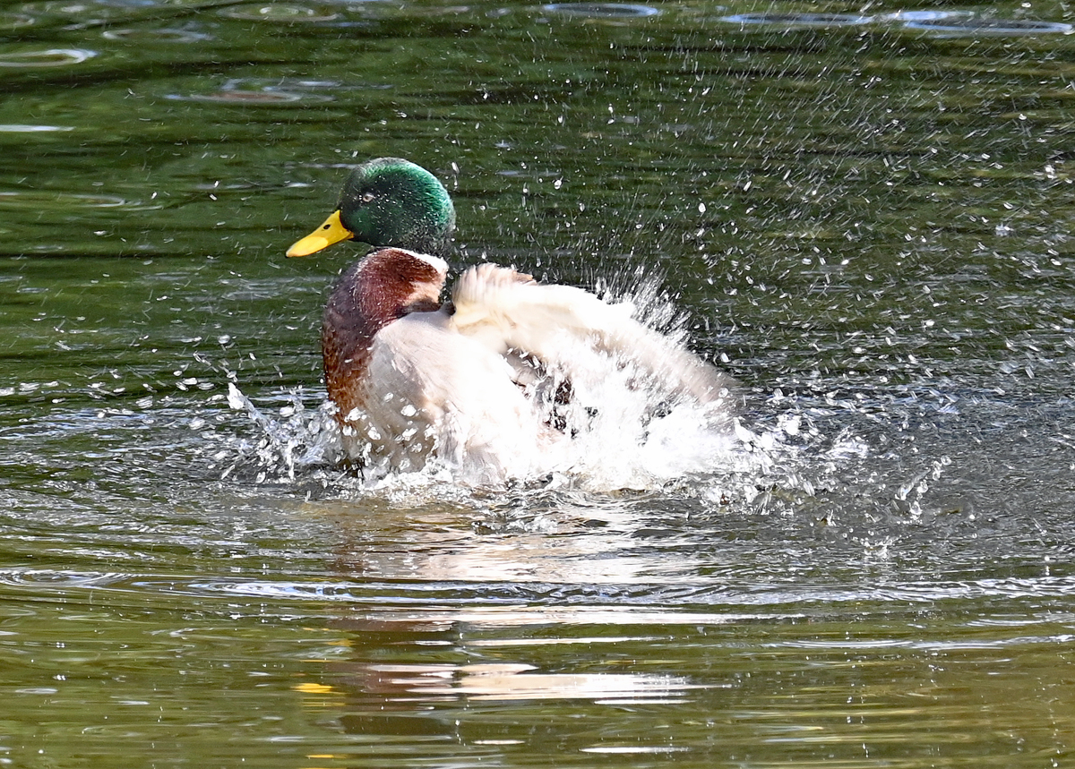 Badespa einer Stockente im Schillerpark Euskirchen - 26.10.2022