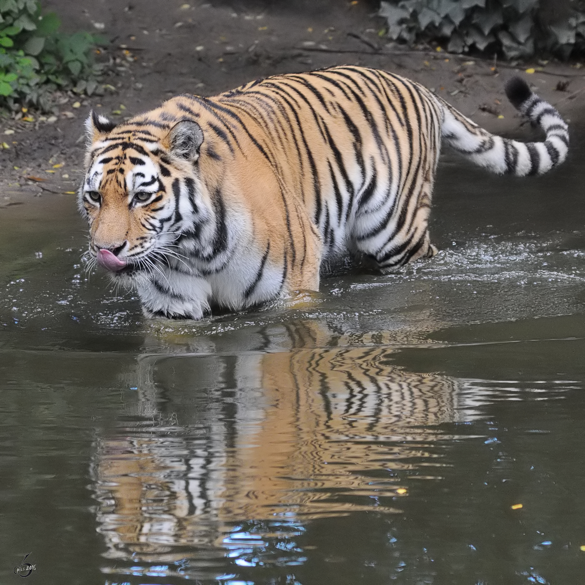 Badetag bei den Sibirischen Tigern. (September 2010)