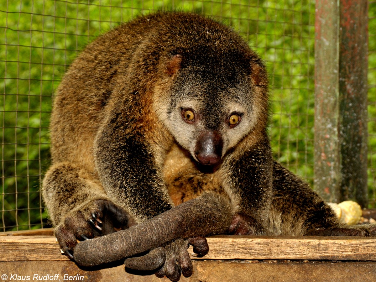 Brenkuskus (Ailurops ursinus) im Bitung Zoo (near Manado, Nordost-Sulawesi, November 2013).