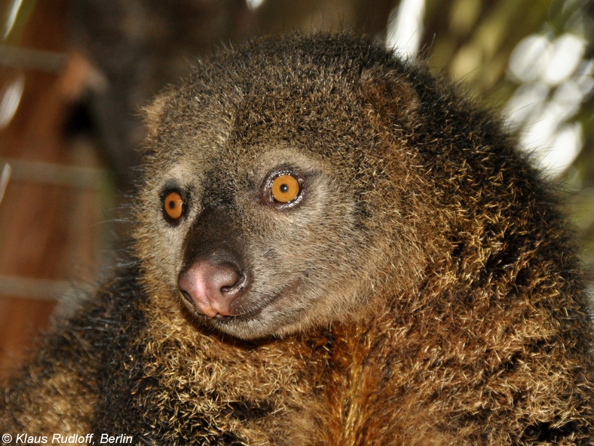 Brenkuskus (Ailurops ursinus) im Tasikoki Wildlife Rescue Center (near Manado, Nordost-Sulawesi, November 2013).