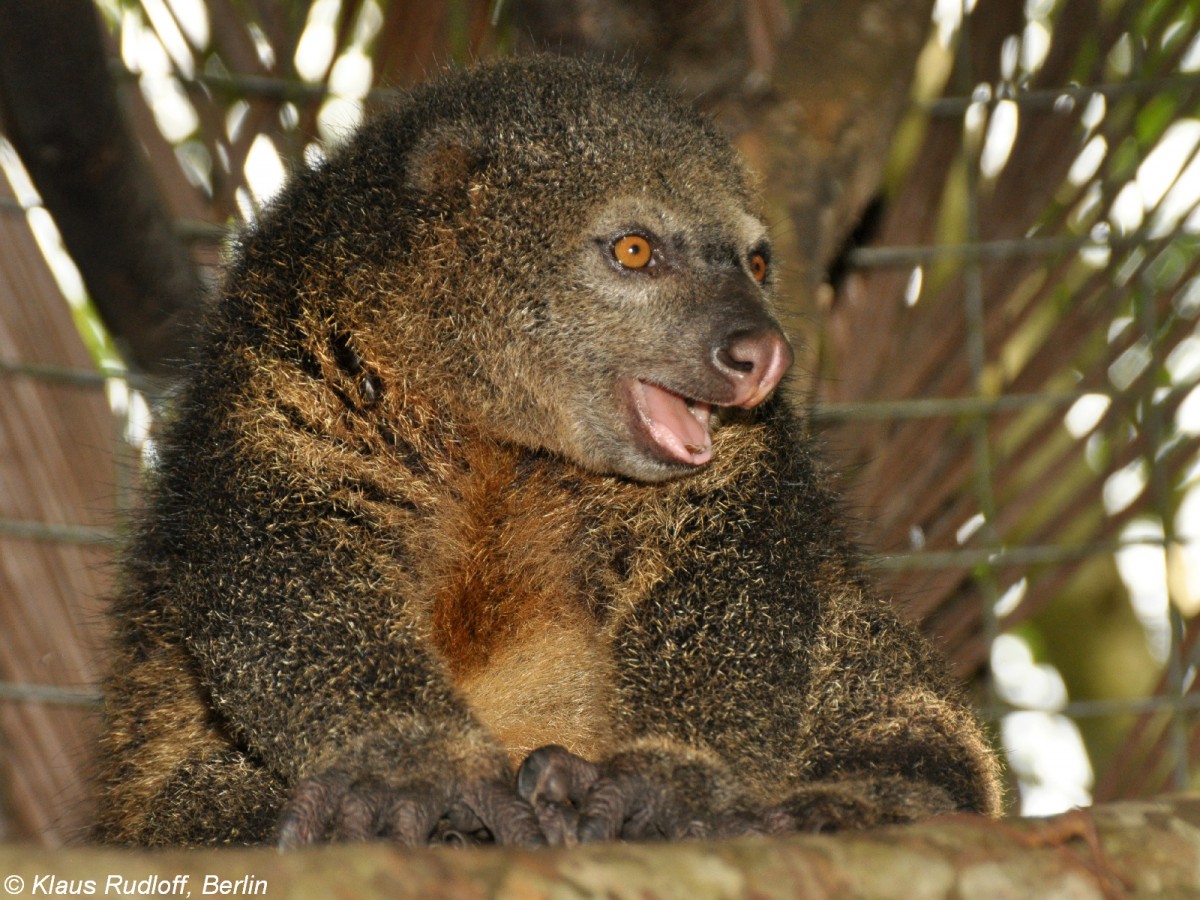 Brenkuskus (Ailurops ursinus) im Tasikoki Wildlife Rescue Center (near Manado, Nordost-Sulawesi, November 2013).